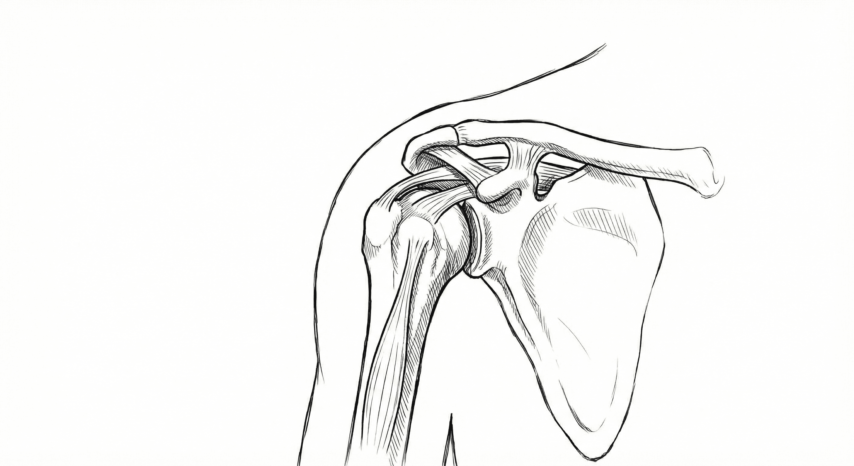 L'Épaule — Anatomie, Pathologies & Chirurgie